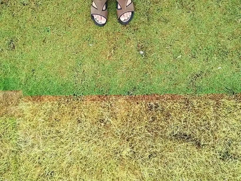 Lawn Aeration & Dethatching
