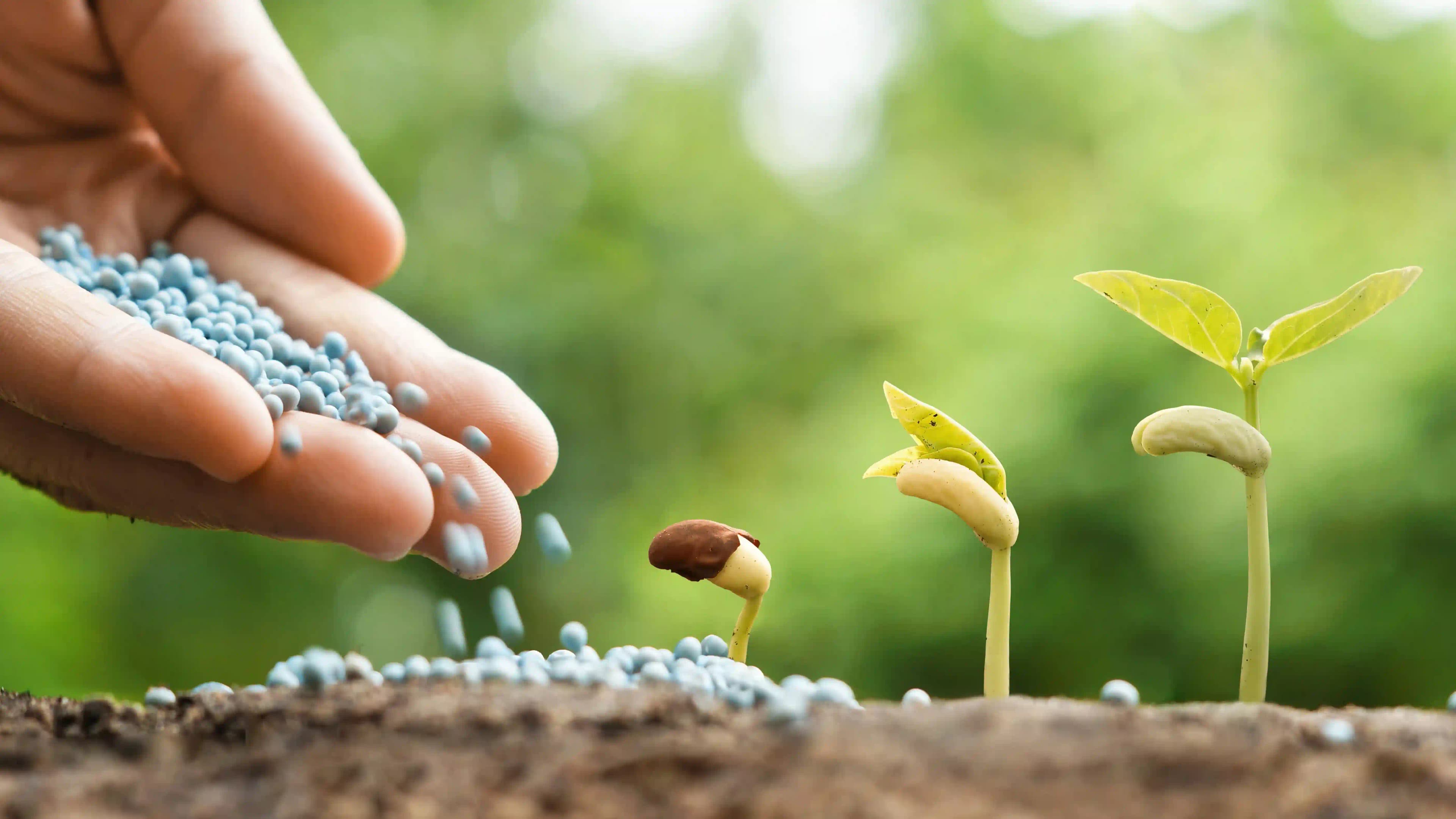 Lawn Fertilization Service