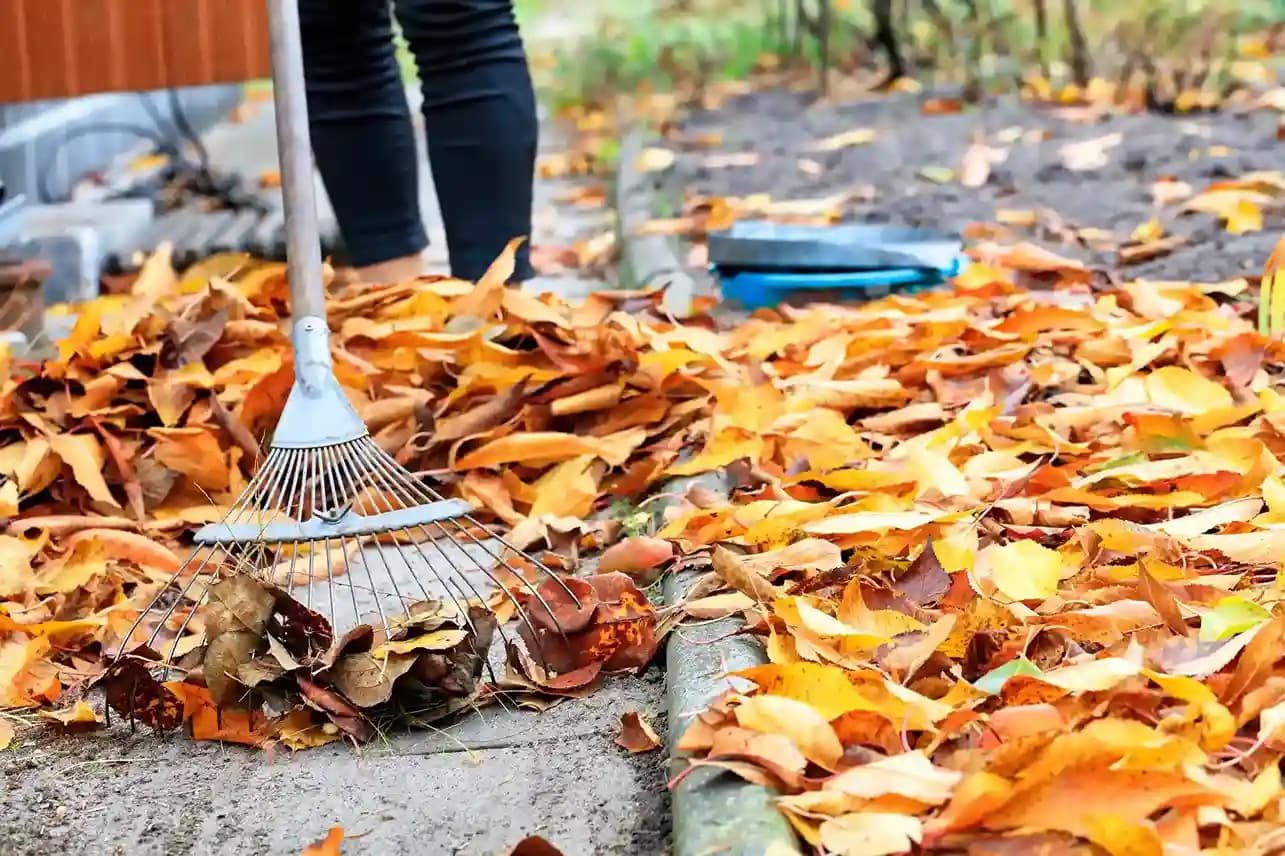 Fall & Spring Yard Cleanup