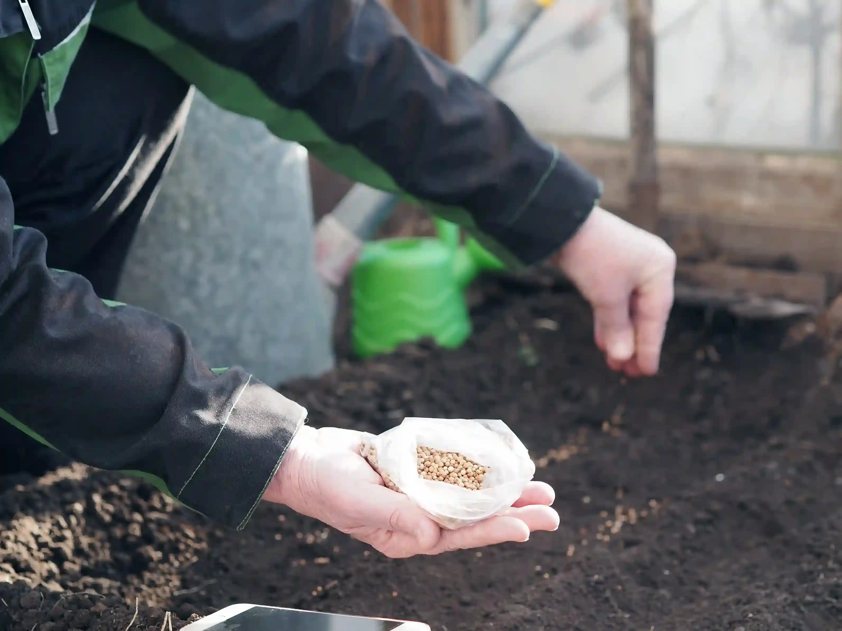 Lawn Seeding & Overseeding