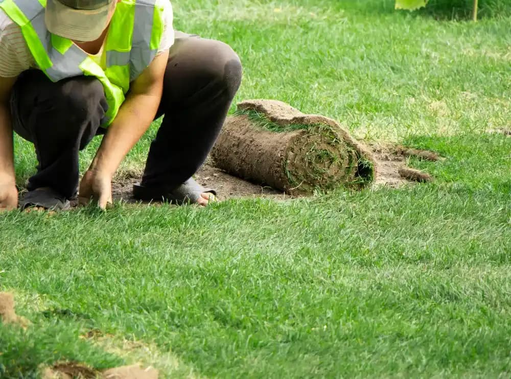 Sod Installation Service